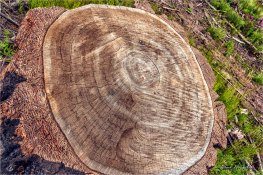36 Tree rings over 100 yrs - Gloria Melnychuk