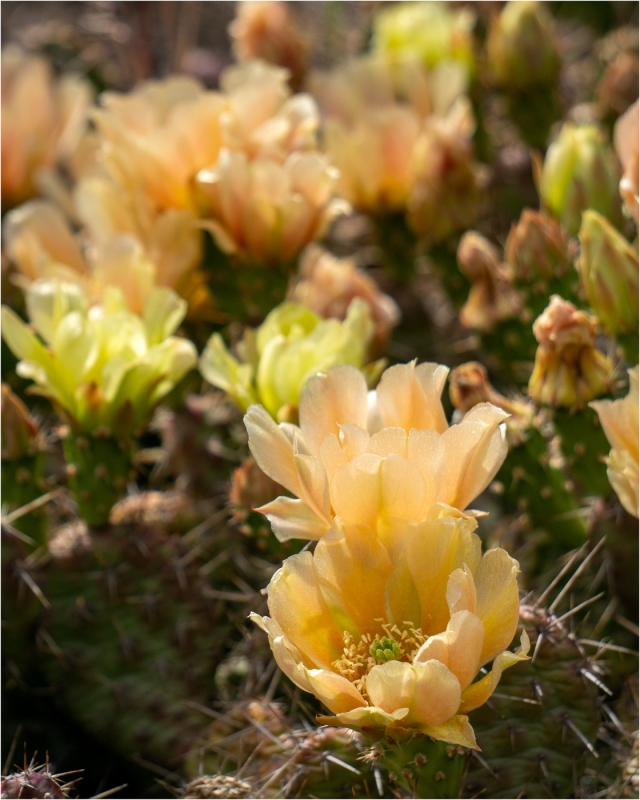 Cactus Blooms - Daryl Bell