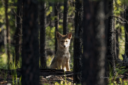 Scavenger Hunt #30 - Curosity - Coyote Pup - DMHopp-1