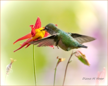 Hummingbird with Passenger - DMHopp