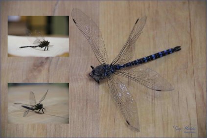 #19 Bug (Dragonfly)- Gary Hardaker