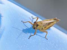 19 Bug Monika Paterson