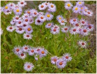 Purple Asters - Nemiah Valley - AMBrown