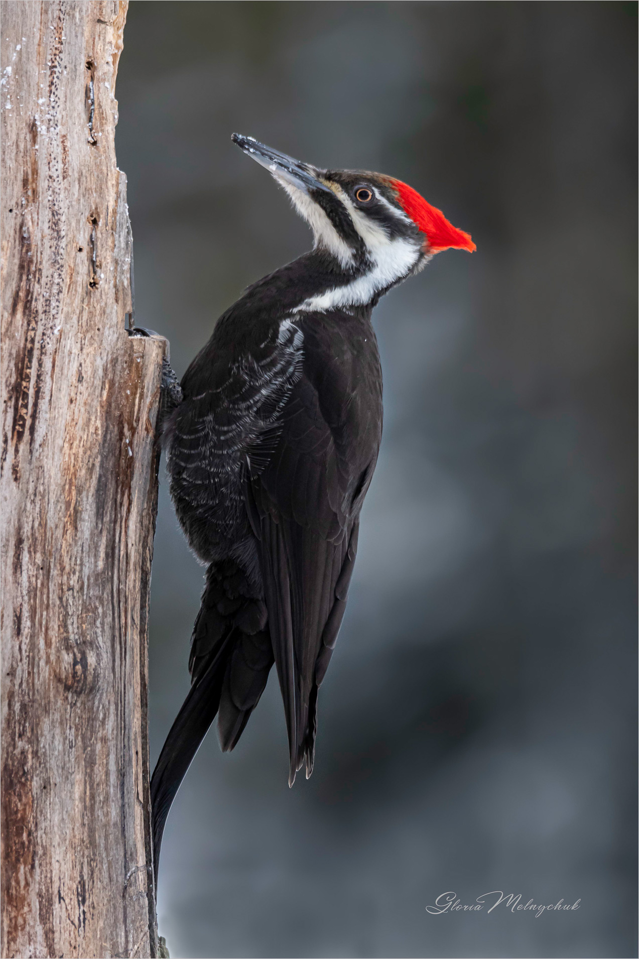 Pileated Woodpecker_GMP9601-100 - Gloria Melnychuk