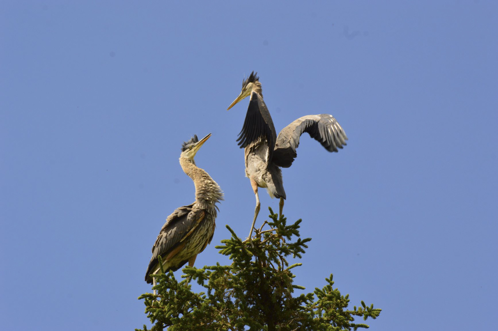 Battling Herons in the Treetop - Maureen Nelson