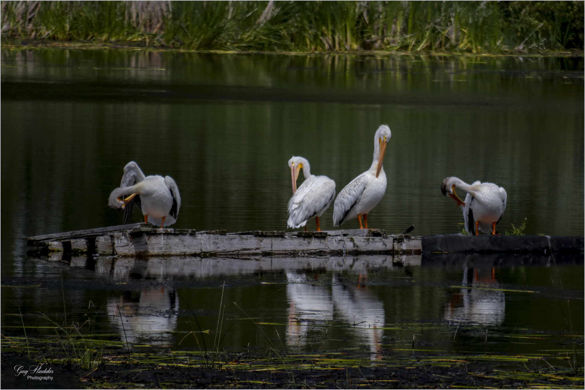 The Pelican-Brief-Encounter- Gary Hardaker
